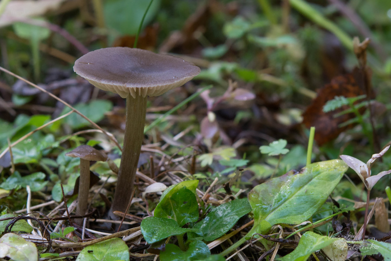 entoloma_01.jpg