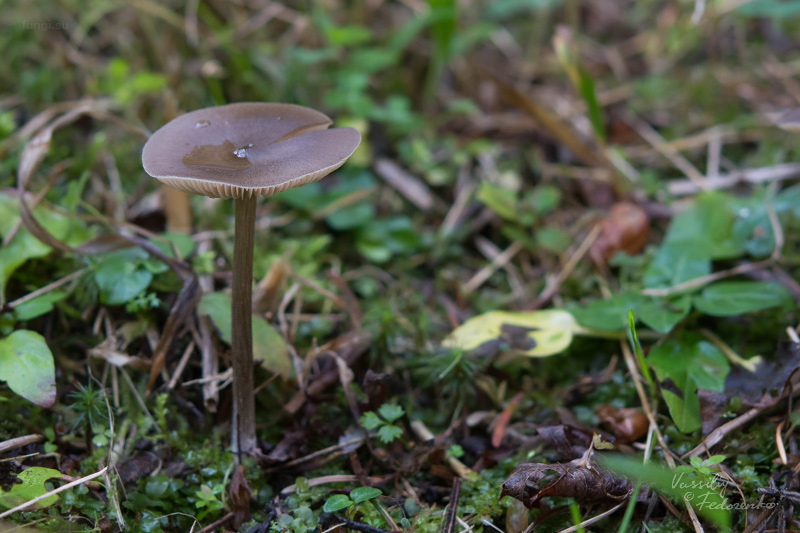 entoloma_02.jpg