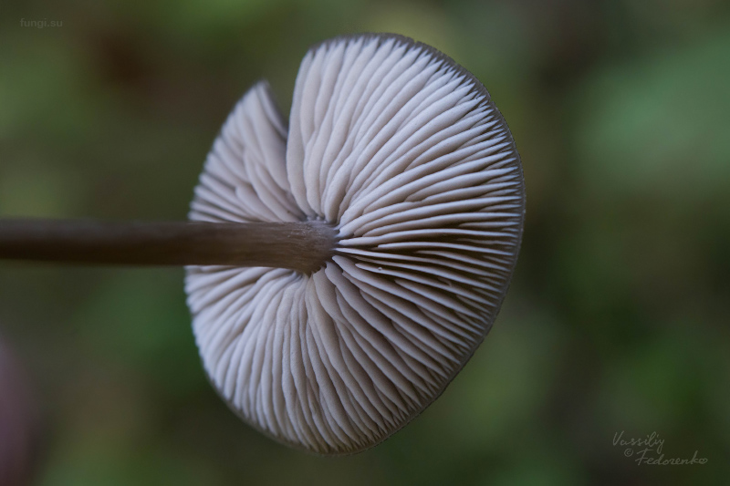 entoloma_03.jpg