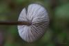 entoloma_03_t1.jpg