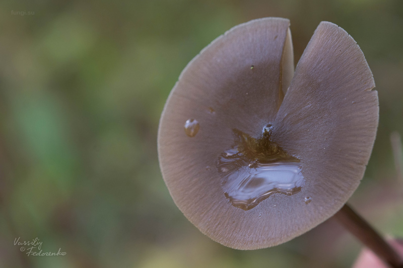 entoloma_05.jpg