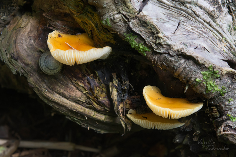 flammulina_01.jpg