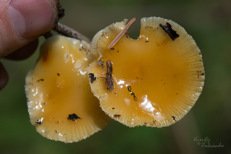 flammulina_05.jpg