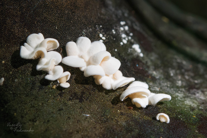 fungus_01_2.jpg