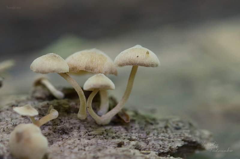 fungus_01_3.jpg