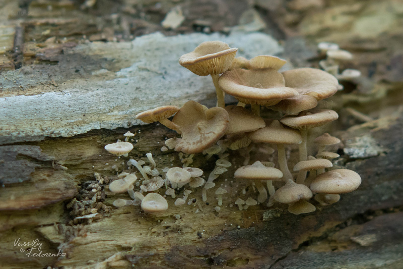 fungus_03_2.jpg