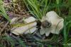 fungus_03_t1_1.jpg