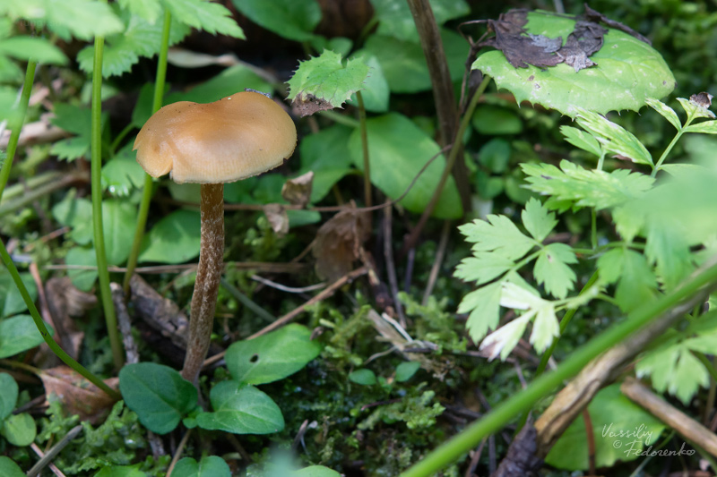 galerina-uncialis_01.jpg