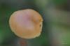 galerina-uncialis_02_t1.jpg