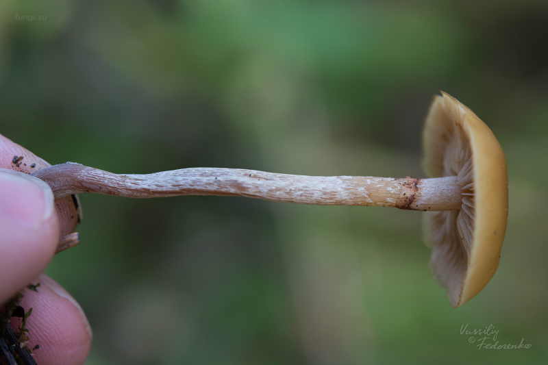 galerina-uncialis_04.jpg