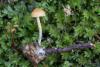 galerina-uncialis_05_t1.jpg