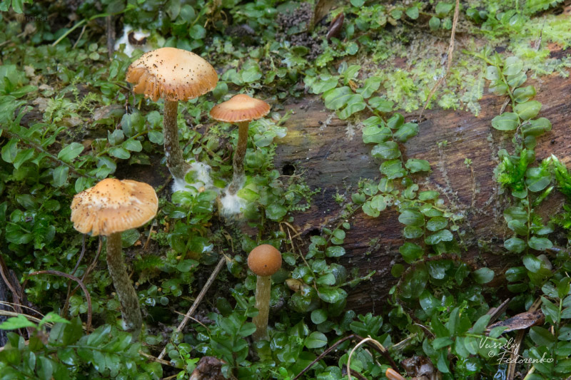 galerina_01.jpg