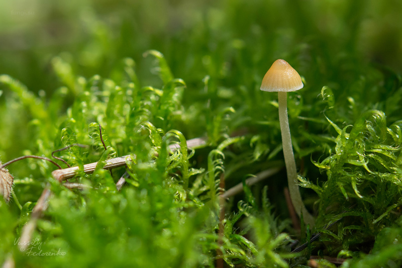 galerina_01_1.jpg