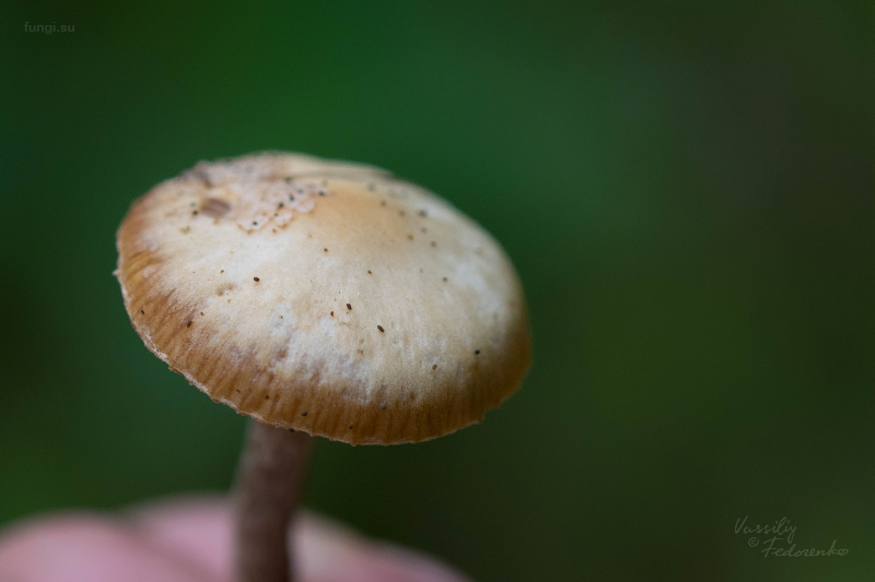 galerina_02.jpg