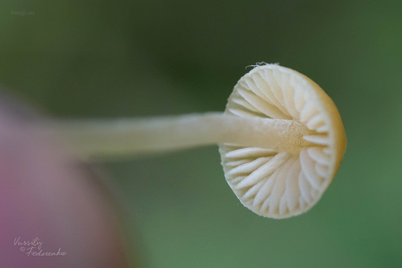 galerina_02_1.jpg