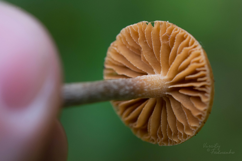 galerina_03.jpg