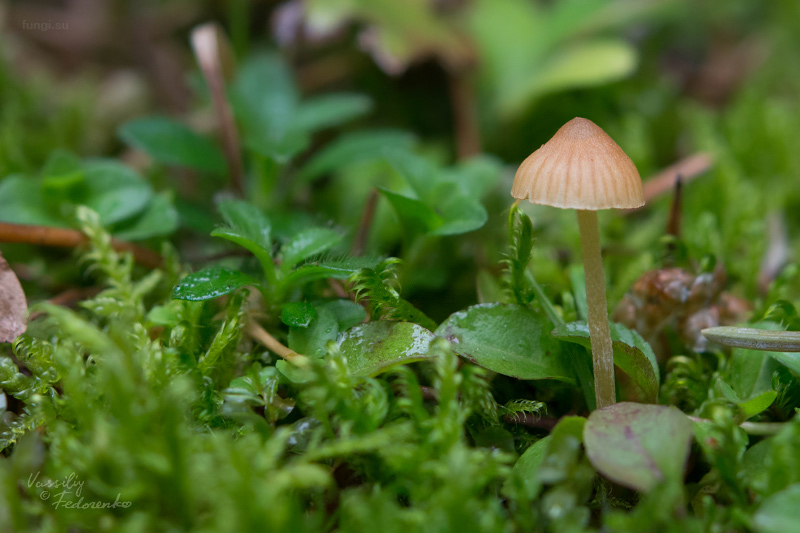 galerina_04_1.jpg