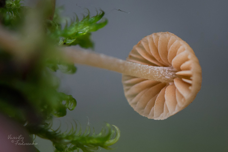 galerina_05.jpg