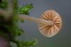 galerina_05_t1.jpg