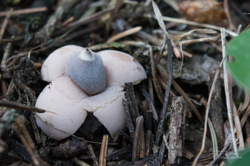 geastrum-quadrifidum_01.jpg