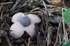 geastrum-quadrifidum_01_t1.jpg