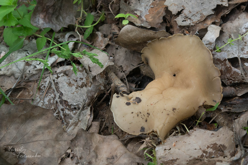 helvella-acetabulum_05.jpg