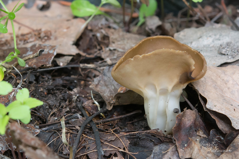 helvella-acetabulum_06.jpg