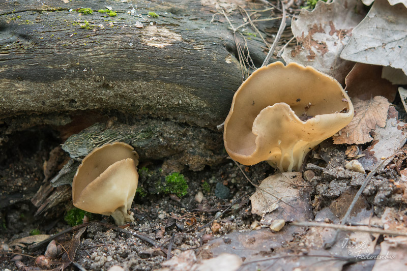 helvella-acetabulum_08.jpg