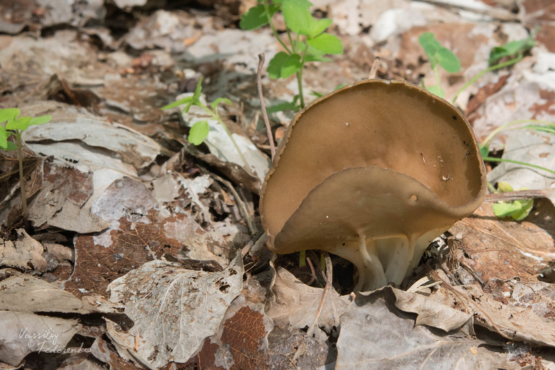 helvella-acetabulum_11.jpg