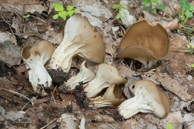 helvella-acetabulum_12.jpg