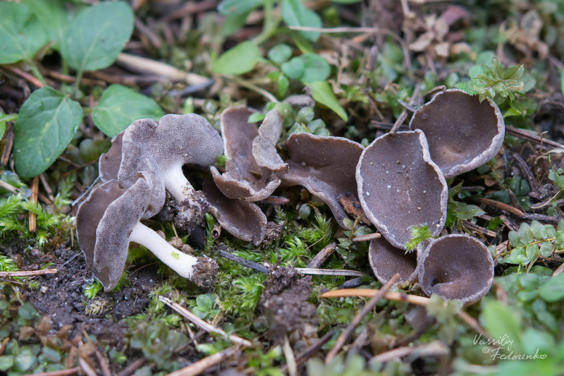 helvella-cupuliformis_01.jpg