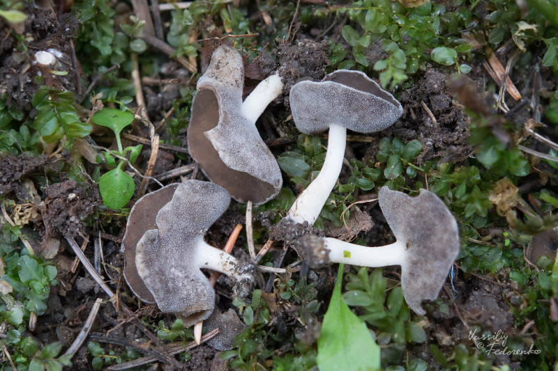 helvella-cupuliformis_02.jpg