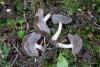 helvella-cupuliformis_02_t1.jpg