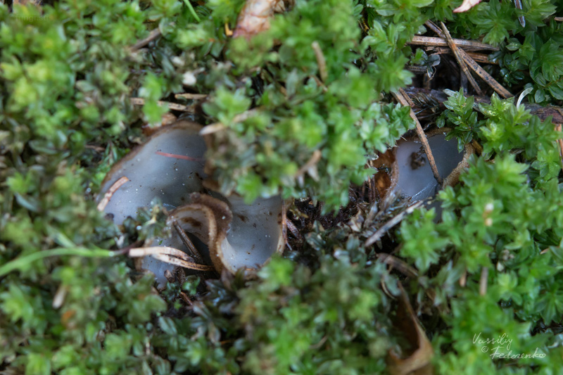 humaria-hemisphaerica_03.jpg