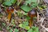 hygrocybe-conica_01_t1.jpg