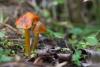 hygrocybe-conica_02_t1.jpg