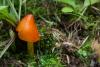 hygrocybe-conica_02_t1_1.jpg