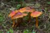 hygrocybe-conica_03_t1_1.jpg