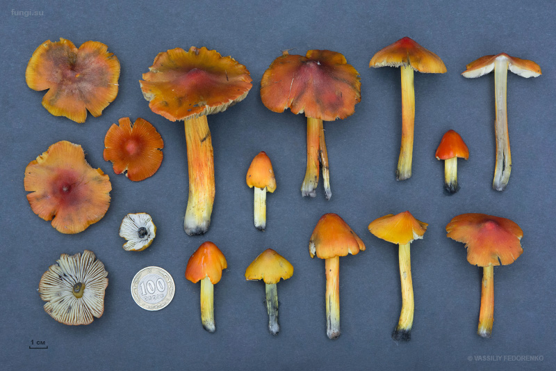 hygrocybe-conica_04_1.jpg