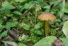 hygrocybe-conica_04_t1.jpg