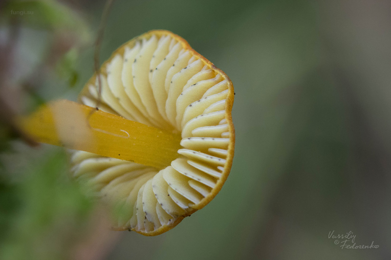 hygrocybe-conica_05.jpg