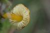 hygrocybe-conica_05_t1.jpg