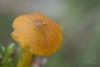 hygrocybe-conica_06_t1.jpg