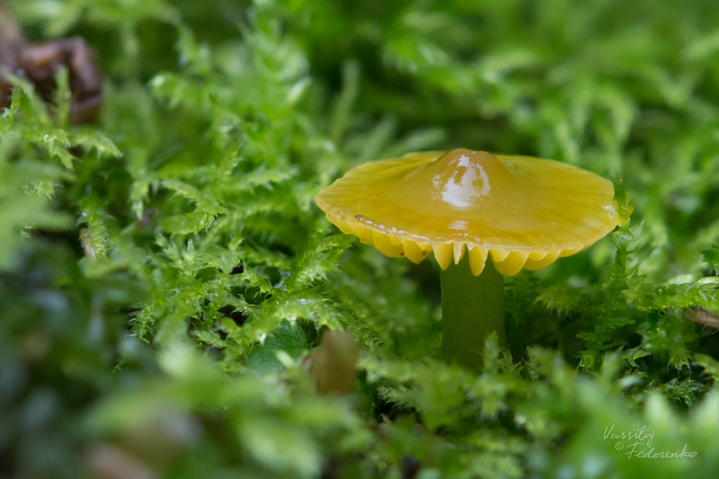 hygrocybe-psittacina_03.jpg