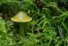 hygrocybe-psittacina_04_t1.jpg