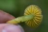 hygrocybe-psittacina_05_t1.jpg