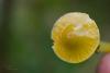 hygrocybe-psittacina_06_t1.jpg