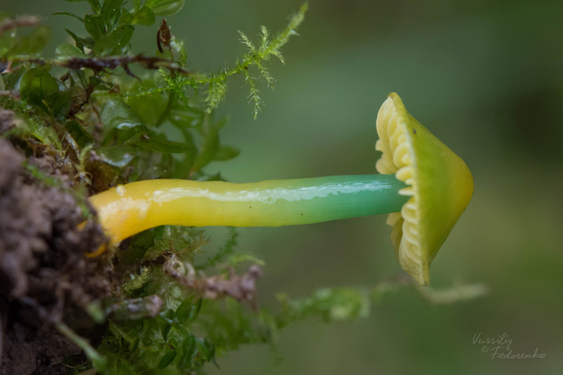 hygrocybe-psittacina_07.jpg