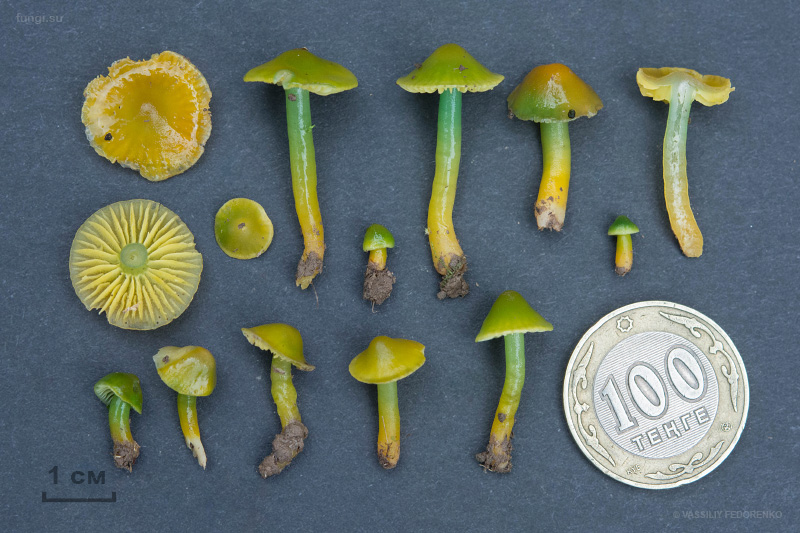 hygrocybe-psittacina_11.jpg