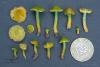 hygrocybe-psittacina_11_t1.jpg